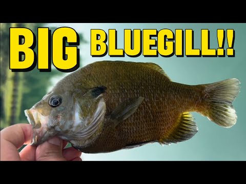 BIG Bluegill Fishing - EASY Tips and Tricks To Catch PANFISH