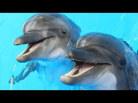 Dolphins Get High On Pufferfish | Don't Try At Home