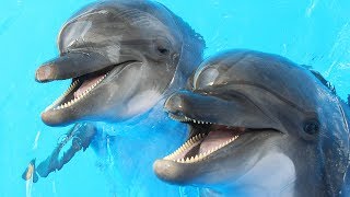 Dolphins Get High On Pufferfish | Don't Try At Home