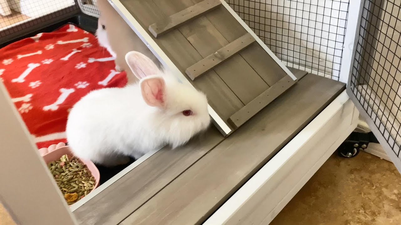 Rabbit Video 3