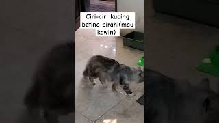 Download lagu Ciri-ciri kucing betina birahi (mau kawin) mp3 Download lagu Ciri-ciri kucing betina birahi (mau kawin) mp3
