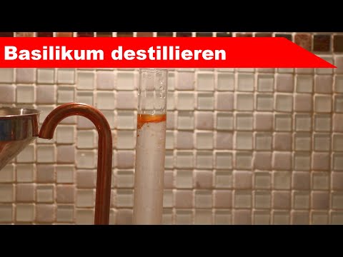 🌷 Basilikum destillieren 🌻 - ätherisches Öl selber machen - diSTILLed