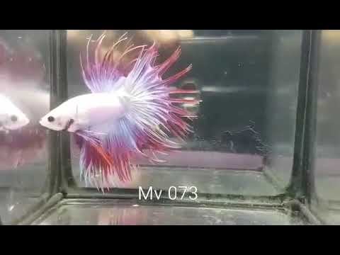 (MV-073) Salamander Fancy Crown Tail Male Betta