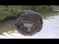 Bever gespot in Emmapark Treebeek
