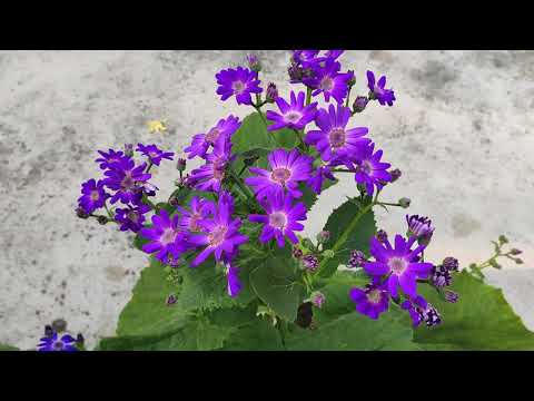 How to care ceneraria flower.