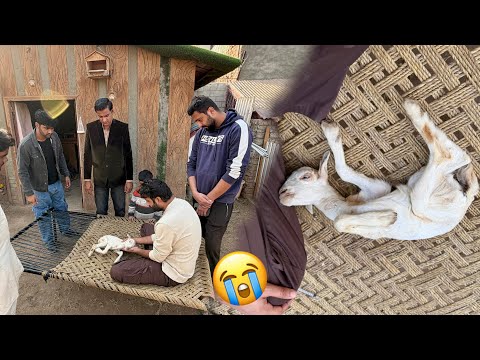 Baby Goat Ki Achank Tbyt Kharab Hogai😭 He is No More💔