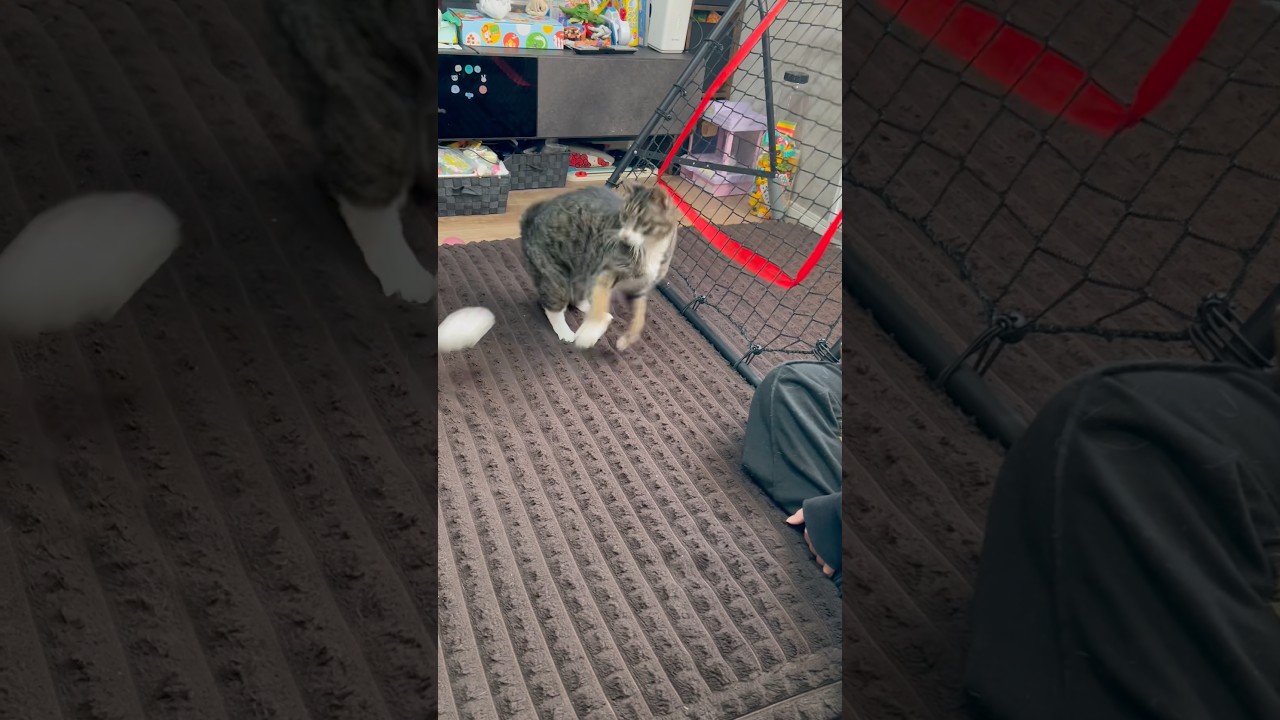 まだまだ好奇心旺盛なサンタくん😽❤️