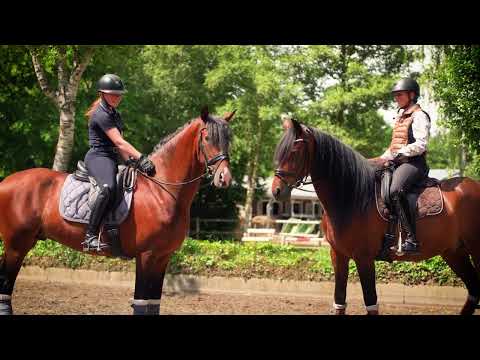 Besuche pre-pferde.de