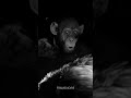 When Bad Ape Says Oh No War For The Planet Of The Apes