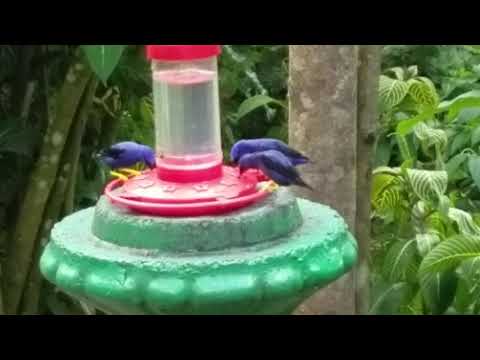 Purple sugarbirds / yellow-legged honeycreeper