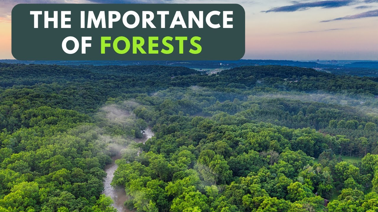 The Importance of Forests | The Green Lungs of Our Planet Earth