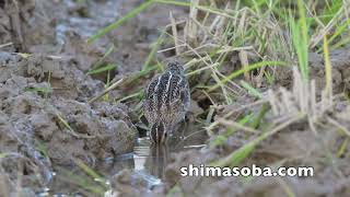 ハリオシギ、チュウジシギ(動画あり)