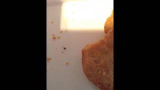 Weird bug found in Mc Donald's Chicken McNuggets