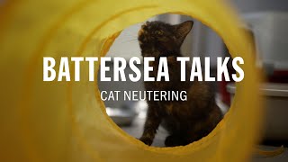 Battersea Talks | Cat Neutering