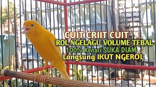 Download lagu kenari gacor panjang Cuit Cuit EMOSI, Pancingan Kenari Paud Belajar Bunyi, terapi AMPUH Kenari MACET mp3