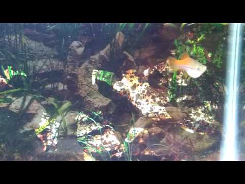 YouTube video about: Are swordtail fish aggressive?