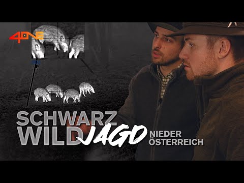 Die Schwarzwildjagd - Unterwegs in Niederösterreich TEIL 2