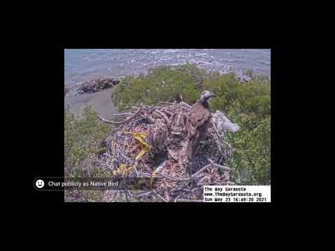 Osprey chick @nativebirdboxesinc.6354