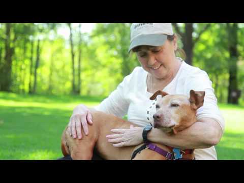 Little Red, rescued as part of Michael Vick case, goes home