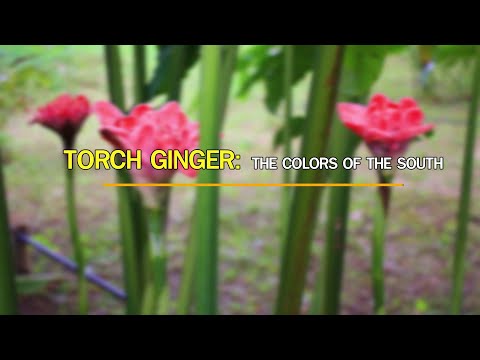 EP 19  Torch Ginger  The Colors of the South