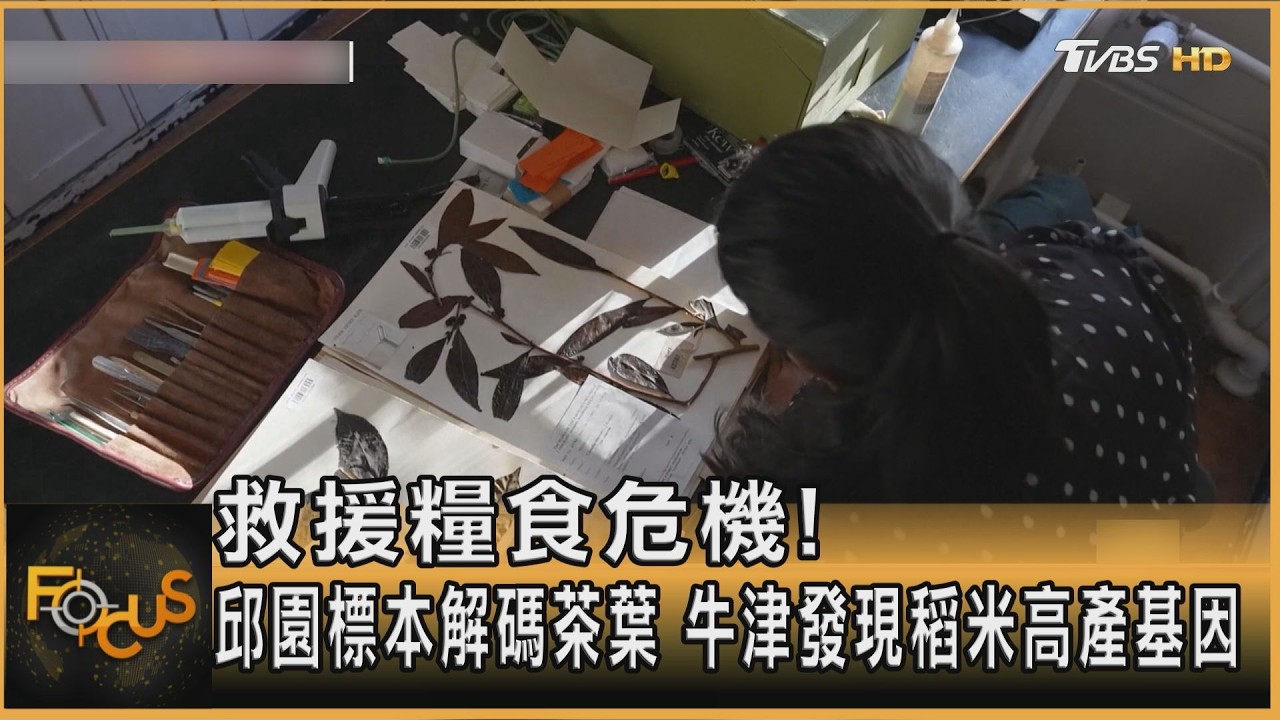 救援糧食危機!邱園標本解碼茶葉 牛津發現稻米高產基因