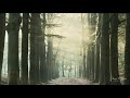 Time lapse of forest sun rays during  morning in spring