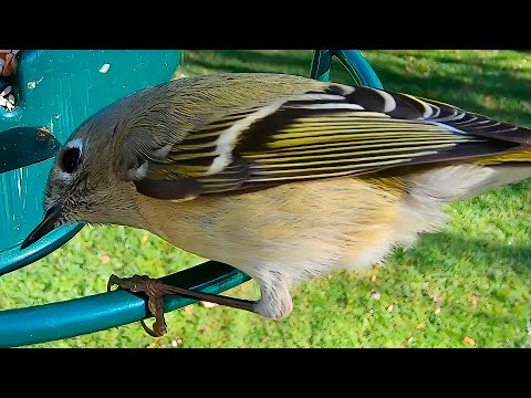 Ruby-crowned Kinglet
