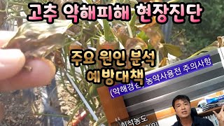 고추 약해피해 현장진단 ㅡ 주요 원인분석 (약제 혼용 환경요인 등)