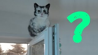 Что происходит с этой кошкой? Она становится похожей на сову! Раньше она была обычным котенком