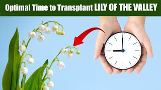 Choosing the Optimal Time to Transplant Lily of the Valley