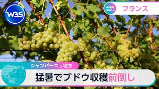 シャンパーニュ地方 猛暑でブドウ収穫前倒し【WBS】