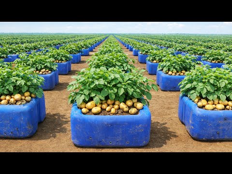 Grow Potatoes in Plastic Containers Without a Garden, Fresh and Abundant