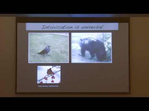 Allison J. Doupe Memorial Symposium - Ulrike Heberlein, PhD