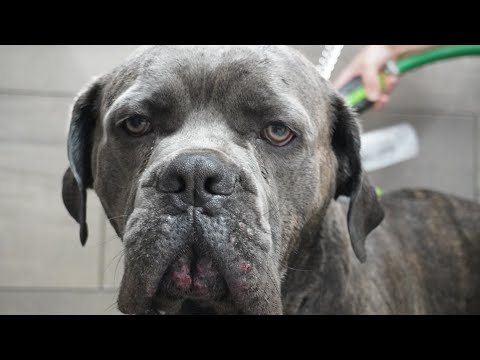 100lbs Cane Corso FREAKS for nail trim | Why you shouldn't have plastic dog bowls