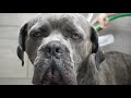 100lbs Cane Corso FREAKS for nail trim | Why you shouldn't have plastic dog bowls