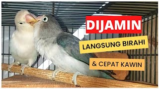 Download lagu SUARA UNTUK MERANGSANG BIRAHI LOVEBIRD JANTAN & BETINA | MASTERAN JEBOL BIRAHI mp3 Download lagu SUARA UNTUK MERANGSANG BIRAHI LOVEBIRD JANTAN & BETINA | MASTERAN JEBOL BIRAHI mp3