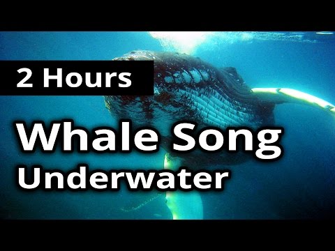 SOUNDS of WHALE SONG for 2 Hours - For Meditation, Concentration, Relaxation and Sleep.