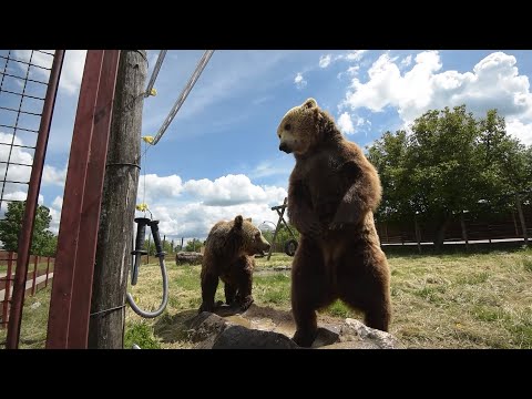 Ličanin Macola dobio dozvolu za međede