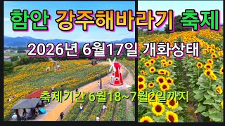 @김철오 25st 財物運と愛、幸福を象徴するひまわり祭りに、たっぷり良い気を受け取りに来ました。 #해바라기꽃 #강주해바라기축제#함안
