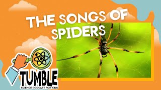 The Songs of Spiders - Tumble Science Podcast for Kids