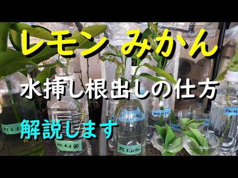 レモンの木から挿し木を取る時期 水 増やし方のヒント