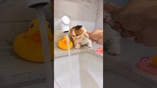 Download lagu Sneaky Owner Tricks Cat Into Bath Time 😹🛁 mp3