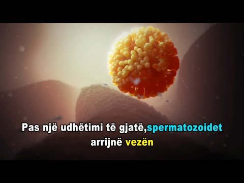FERTILIZIMI - ANIMACION 3D