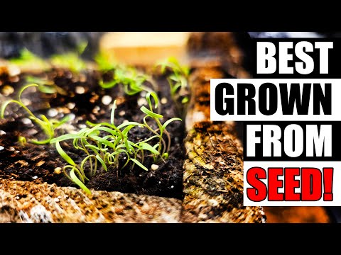 How To Grow Rosemary From Cuttings Two Ways BOTH Easy