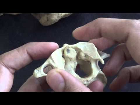 artroza simptomelor vertebrelor cervicale