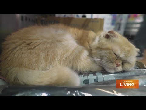 Tail waggin' Tuesday: Shop Cats Show - YouTube