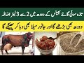 How To Increase Milk Of Fresh Cow Buffalo