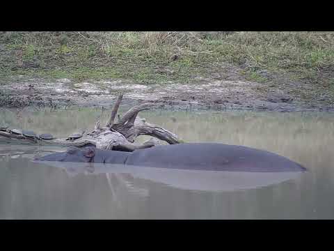 Djuma: Hippos sleeping, Terrapin and Hadeda Ibis - 12:56 - 08/05/2023