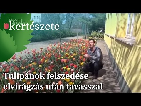 Tulipánok felszedése elvirágzás után tavasszal
