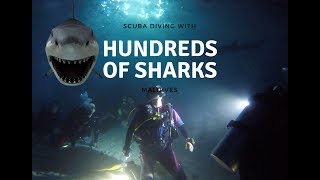 Scuba Diving with 200 Sharks in the Maldives: Night Dive